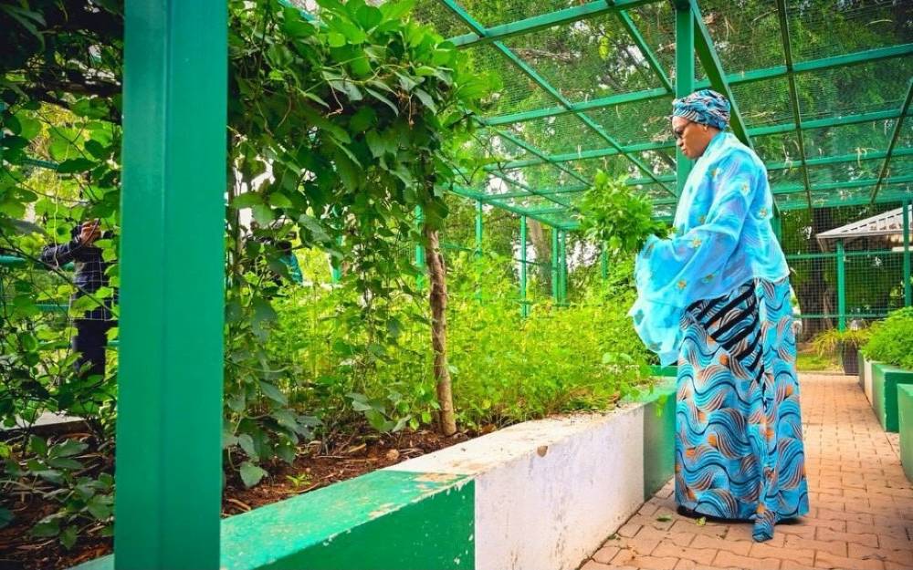 remi tinubu harvesting