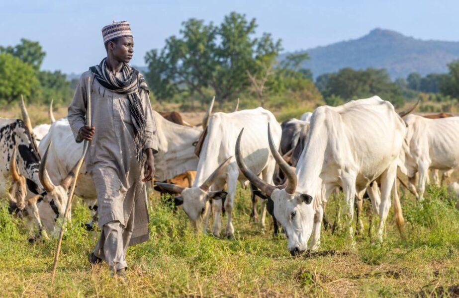 Fulani herder walking with long-horned cattle in a field.